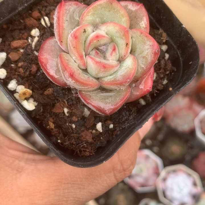 泡芙。（满9.99包邮不满9.99发叶子）