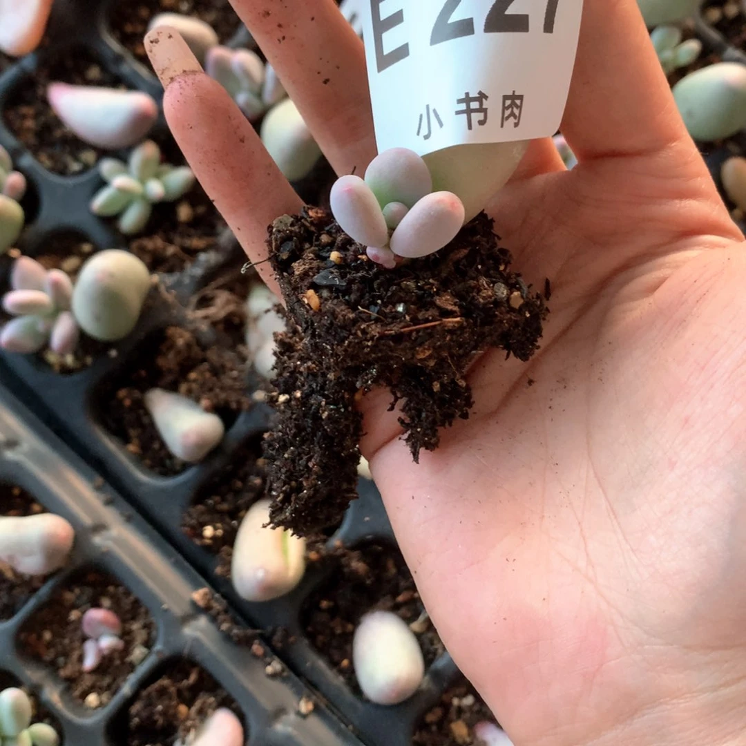叶插227米可米可