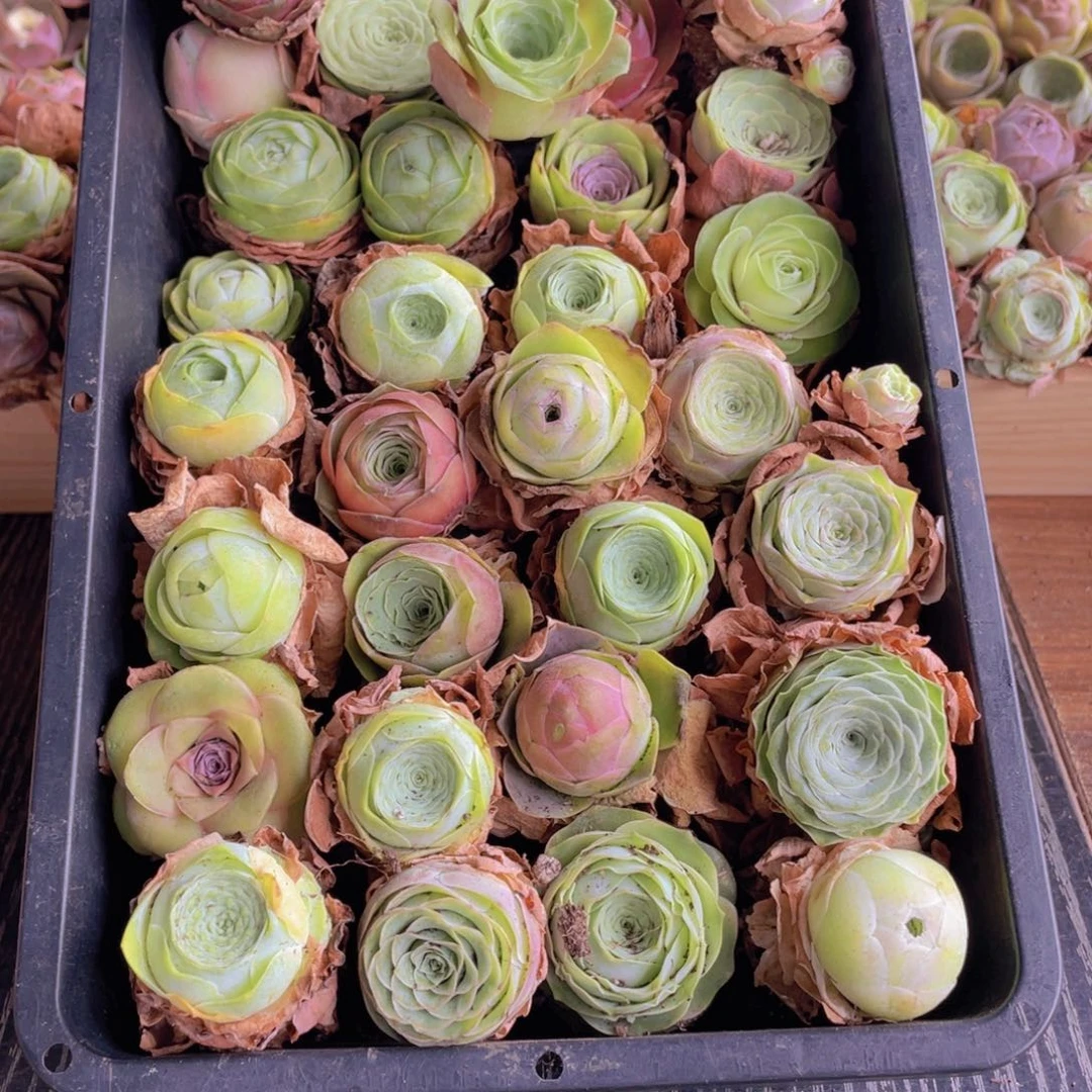 保底三十颗量拍8888888