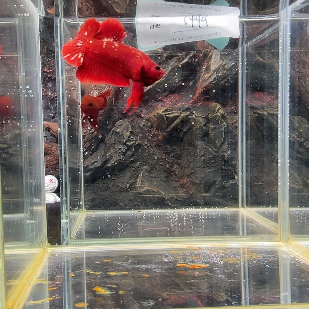 斗鱼九月二十五日竞价