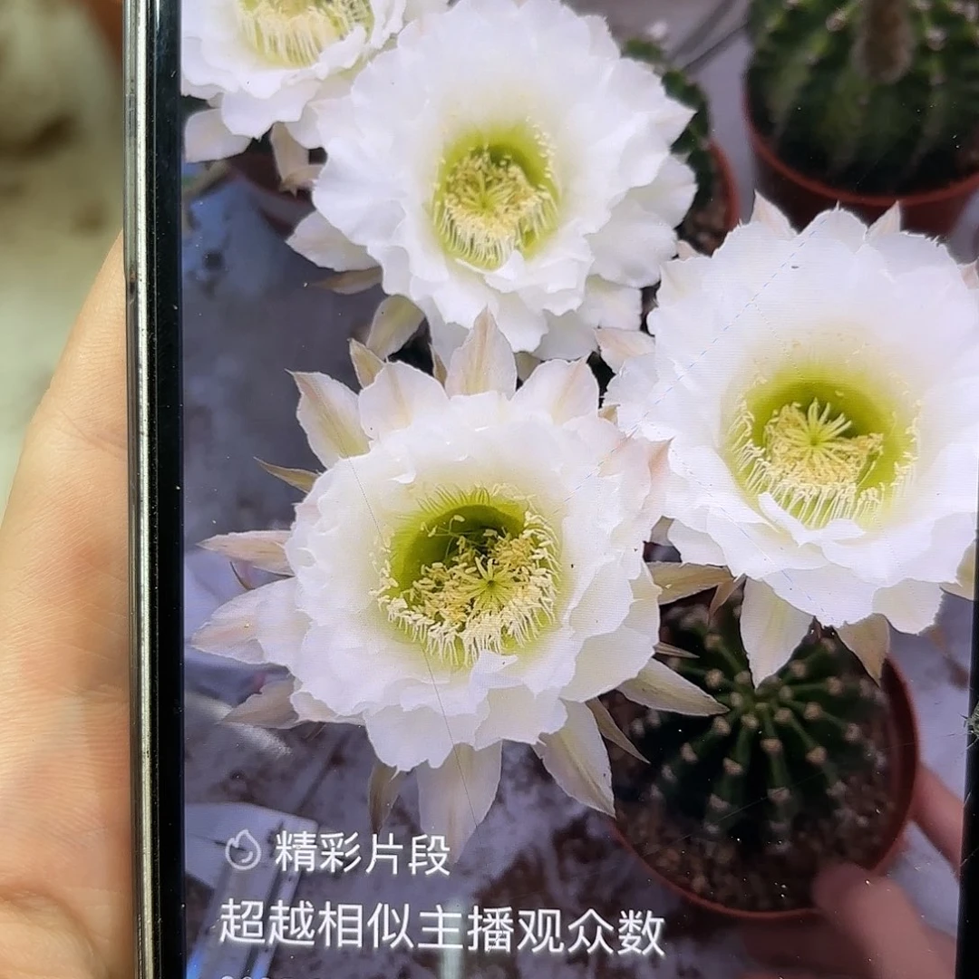 彩草209号6.5公分左右