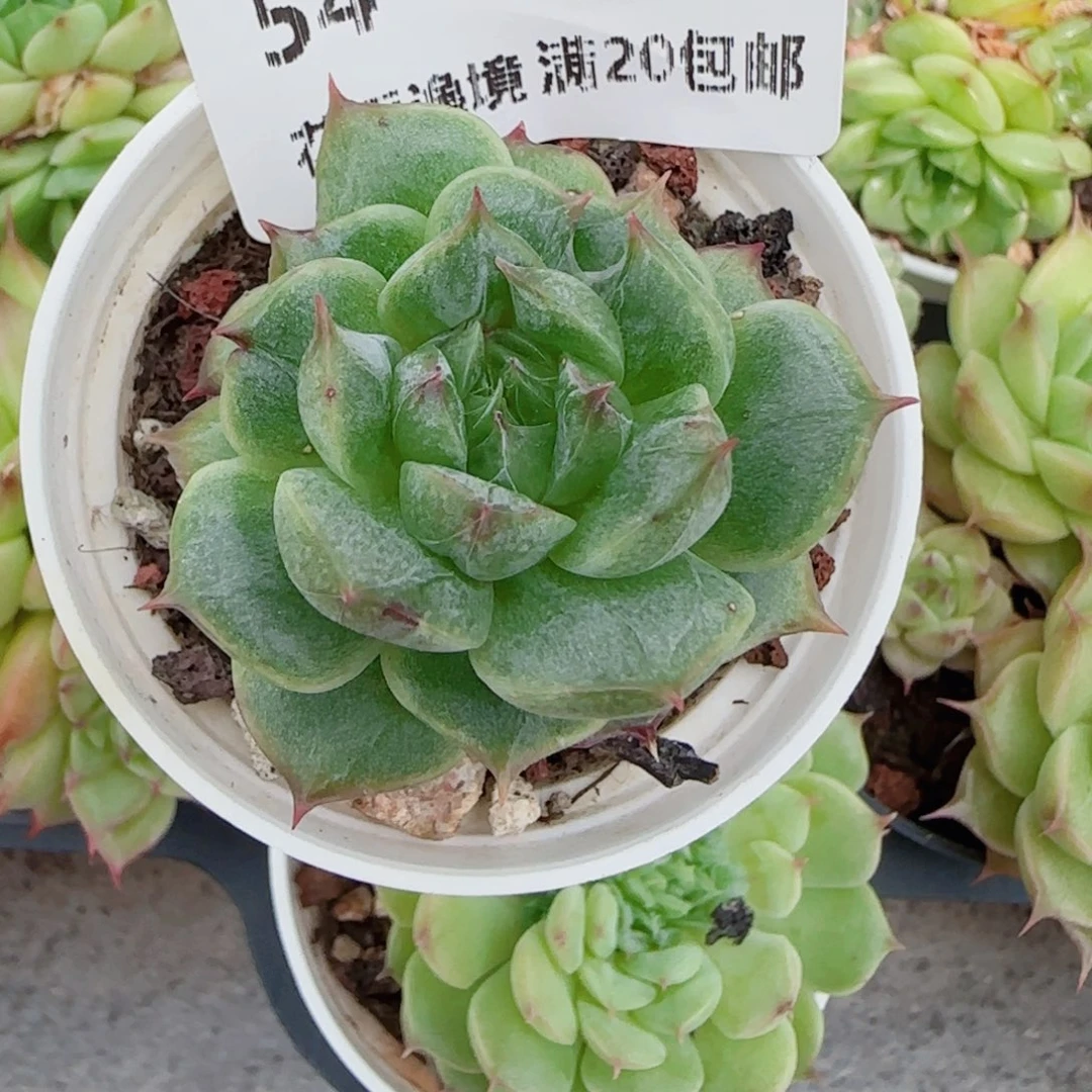 a**a花语逸镜0612-54