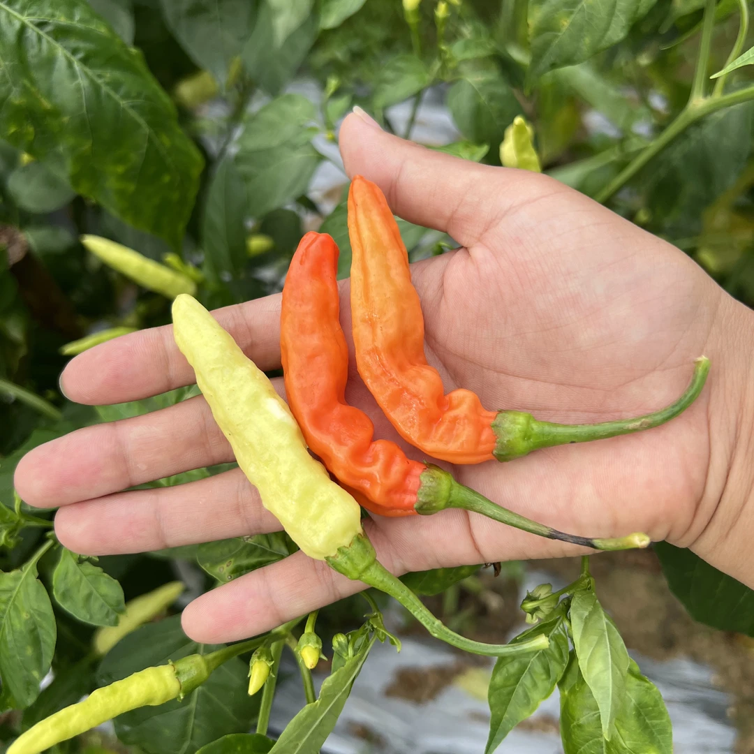 江西赣南暴辣皱皮十月辣朝天椒野山椒小米辣