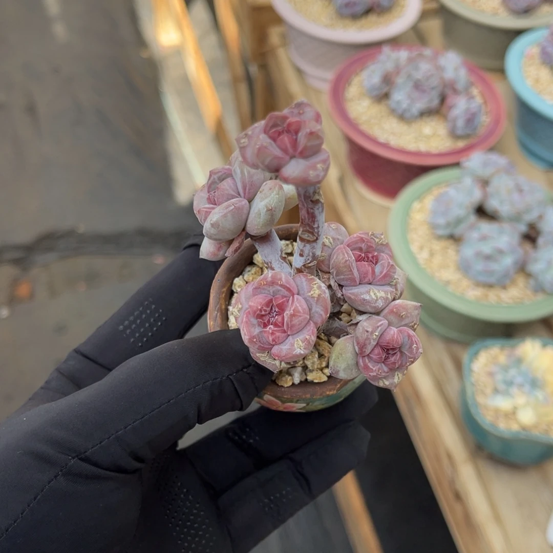 石榴籽星影有砍一物一拍