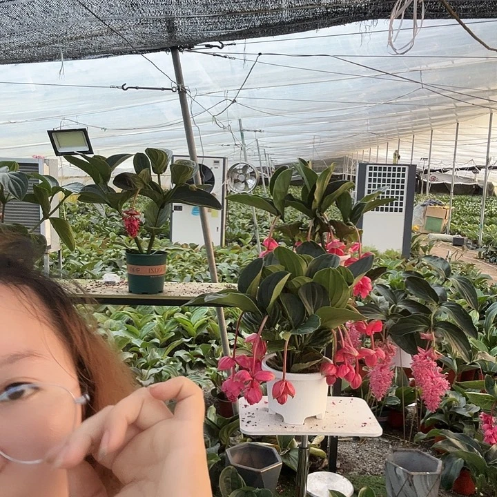 荷兰进口宝莲灯花卉