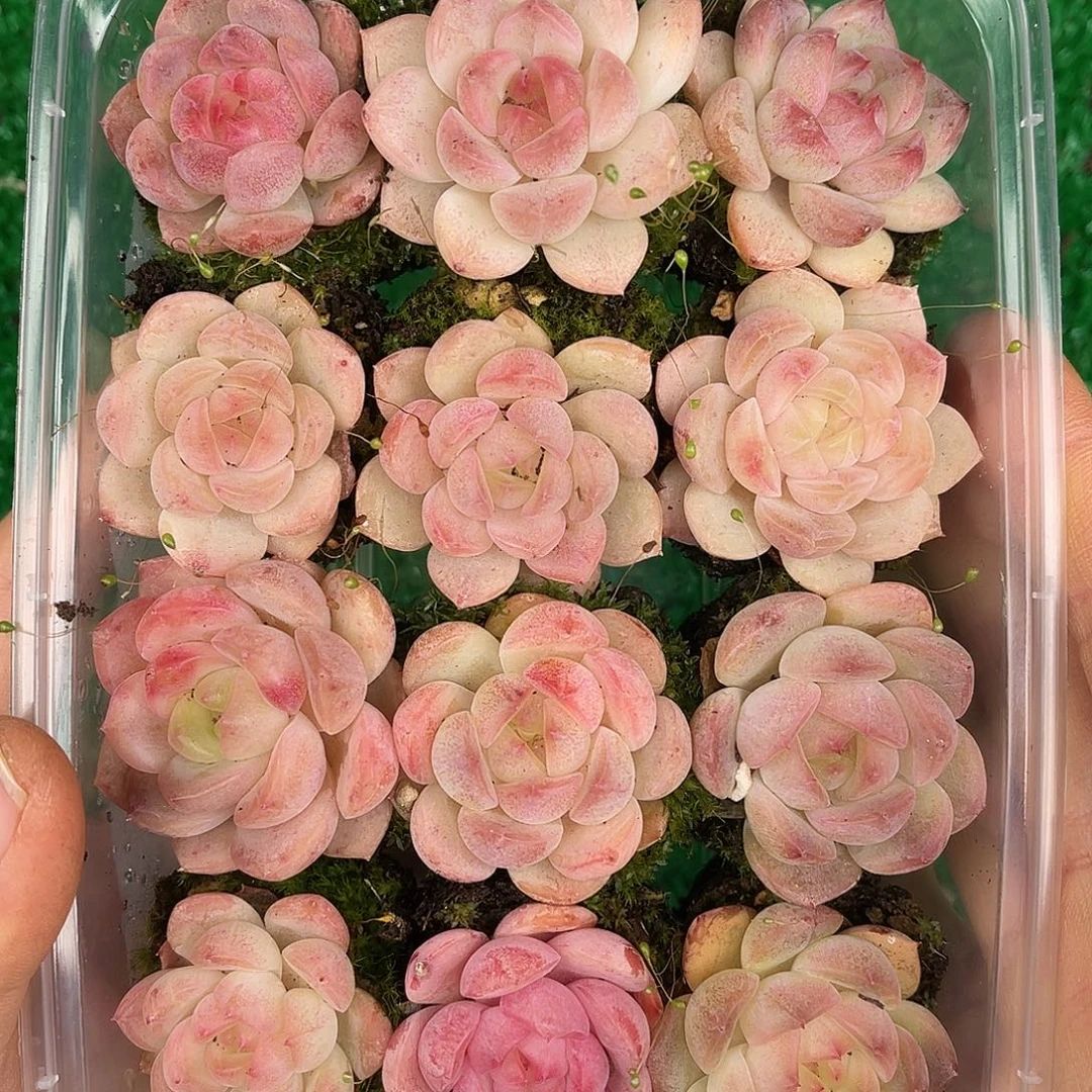 多肉一物一拍28-221