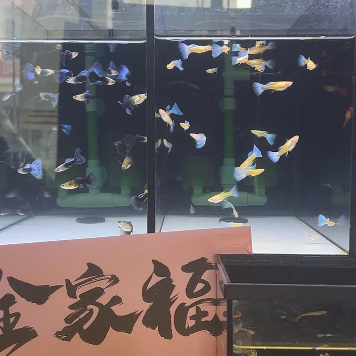 孔雀鱼天空蓝3对，蓝礼服3对，红头3对，火烧云6公