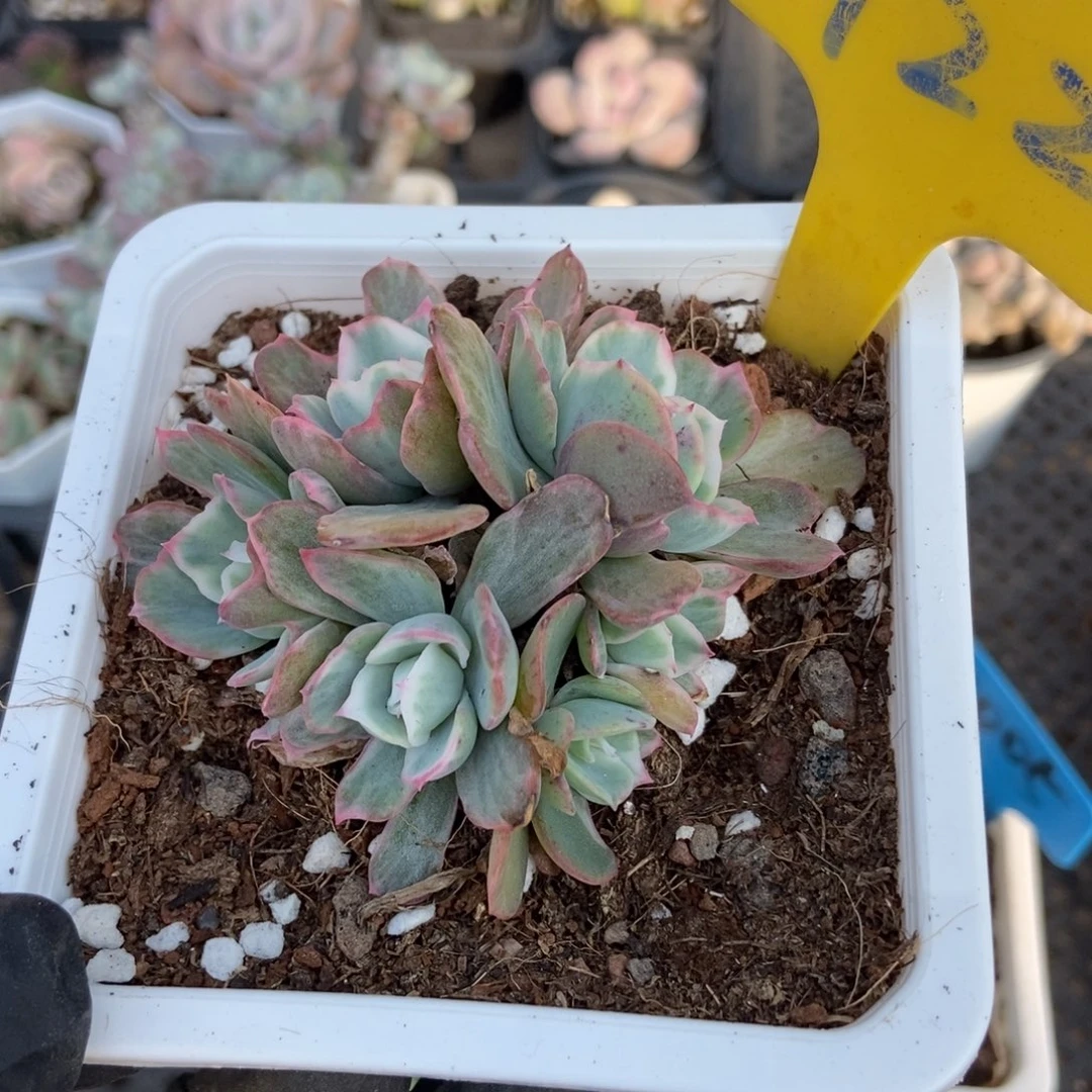 722伯克利锦6头植物