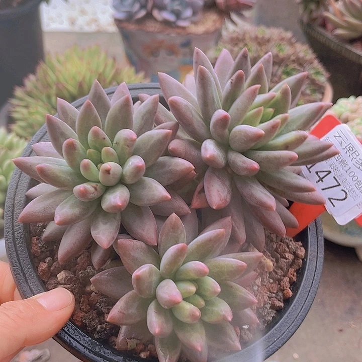 1472水晶球。