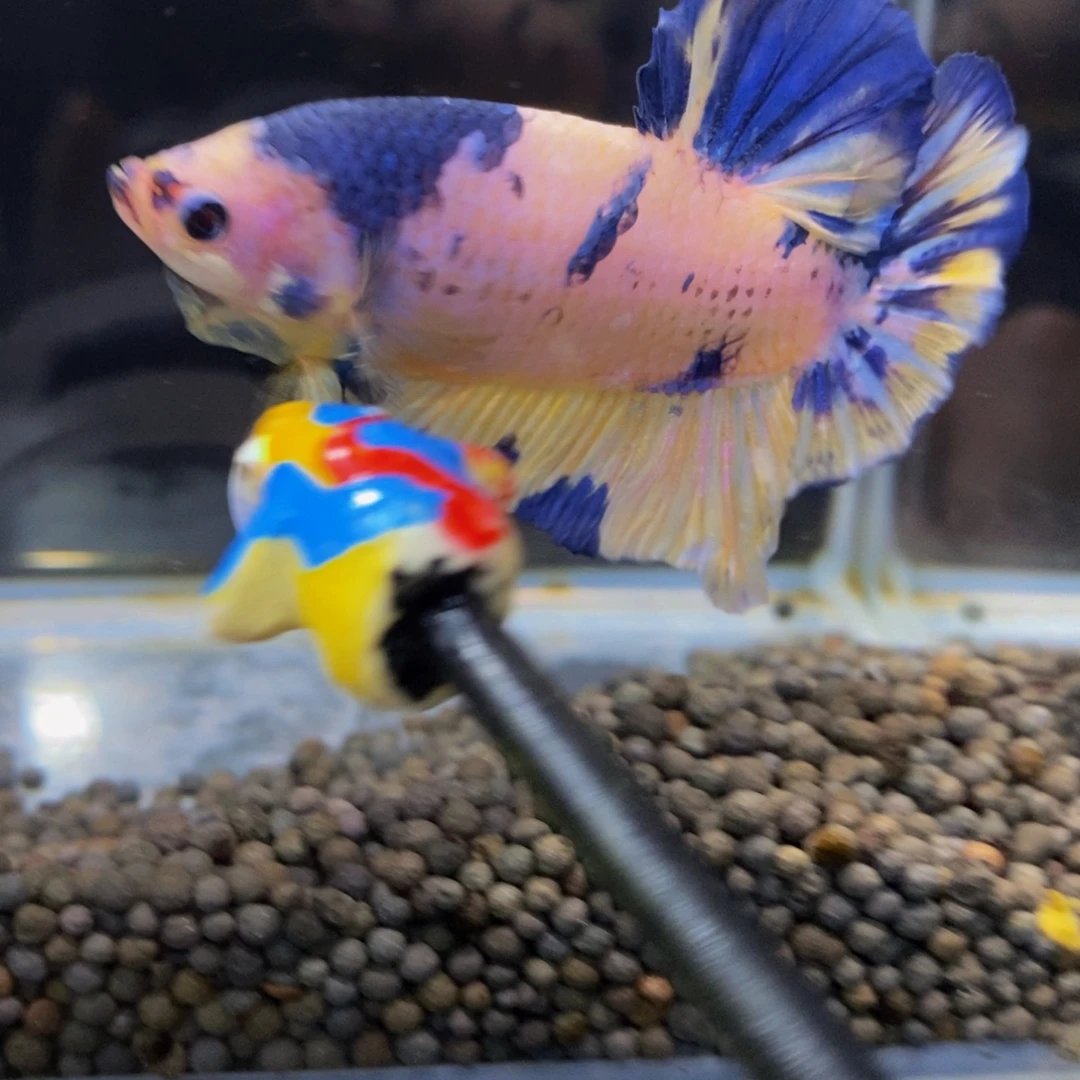斗鱼398巨斗之1111