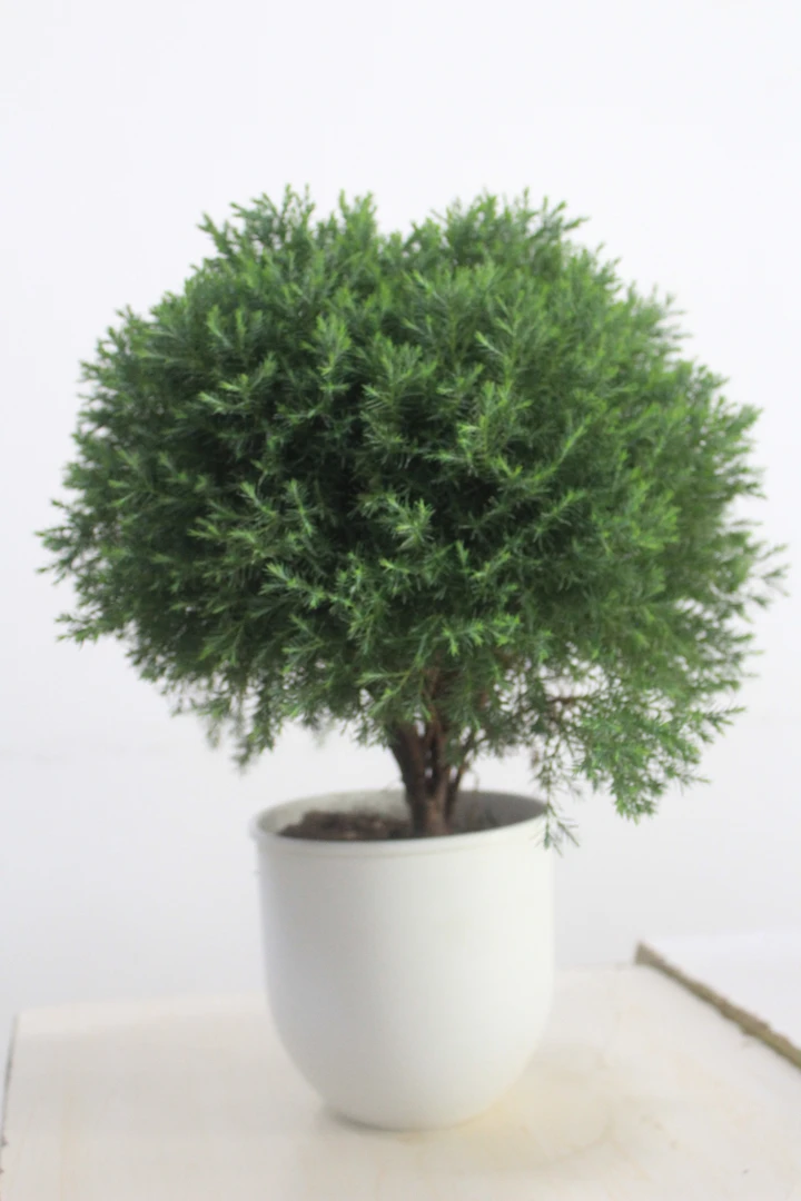 澳洲杉盆景树桩室内办公茶室绿植雾松盆栽