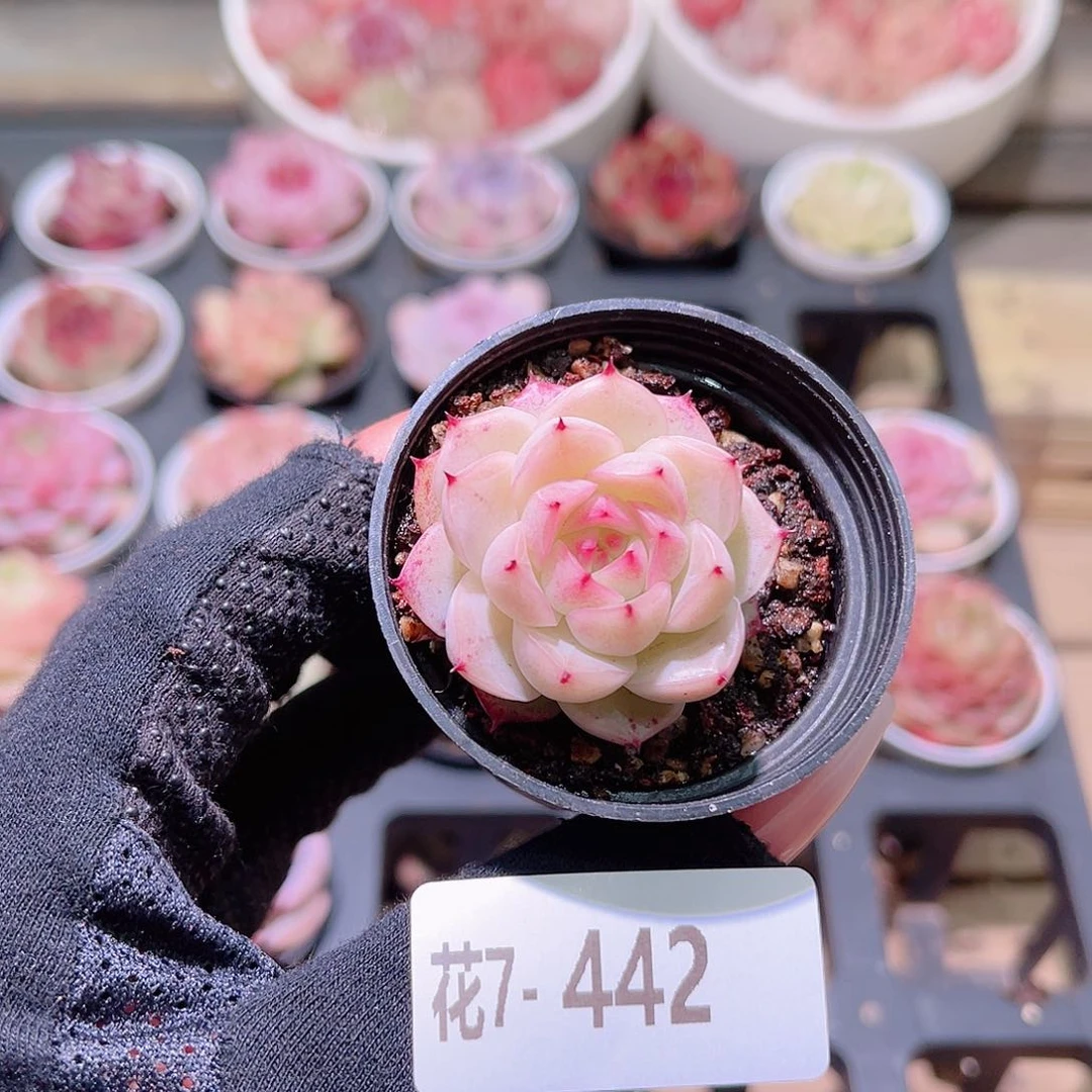 花利美7-442麦秆