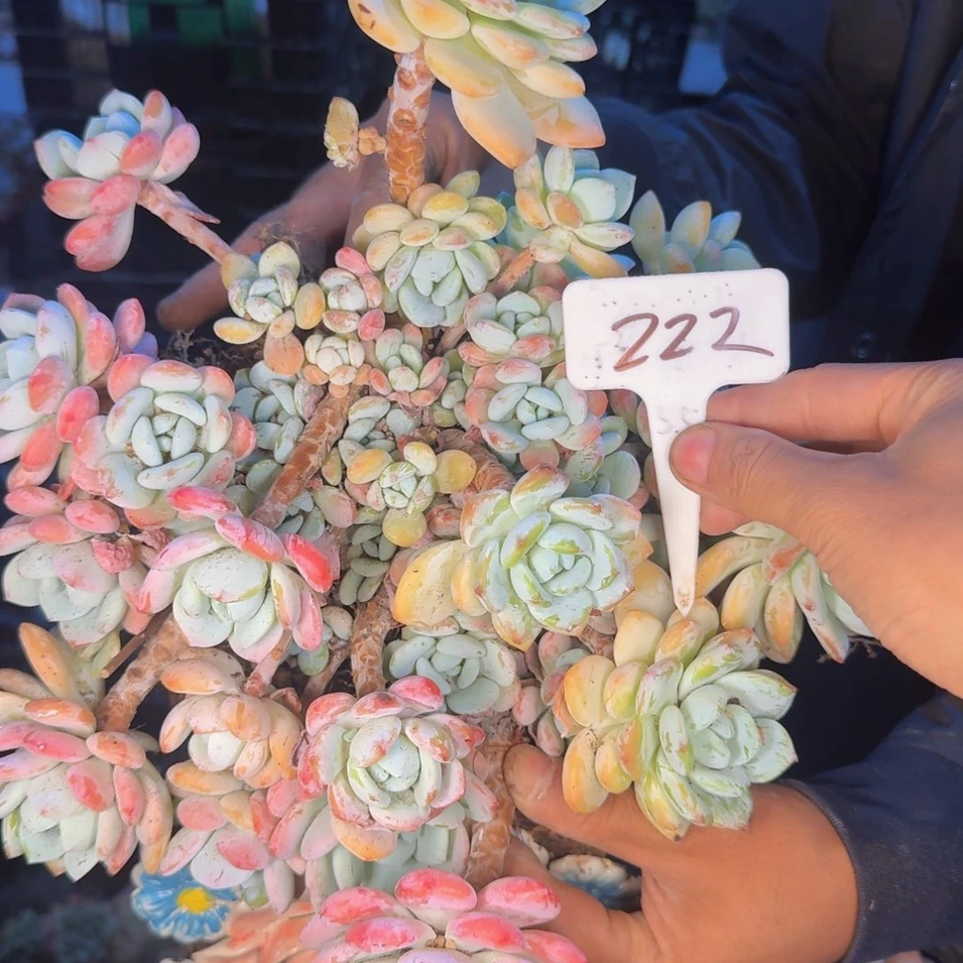 多肉植物和植物等植物为
