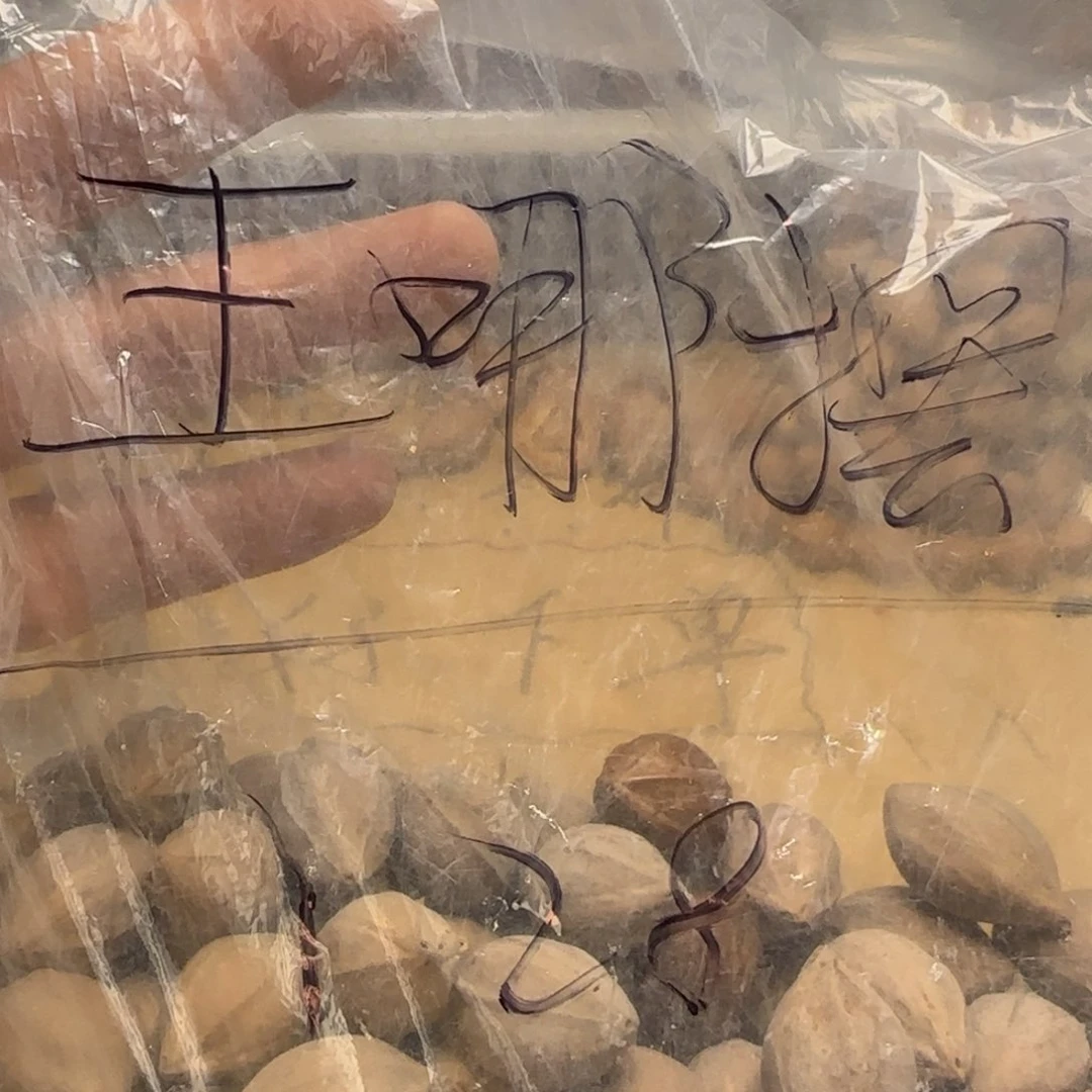 【闪购商品】橄榄核手串/手链王**?111111111111