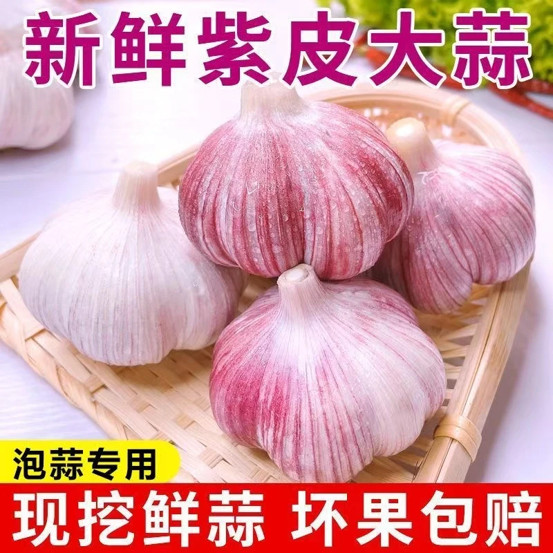 【2025年云南紫皮蒜 】1鲜蒜 鲜蒜泡蒜老品种香蒜 紫皮蒜1-9斤