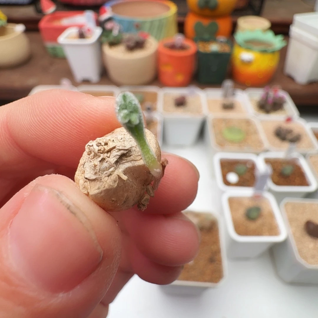 k***号多肉植物福利风铃995