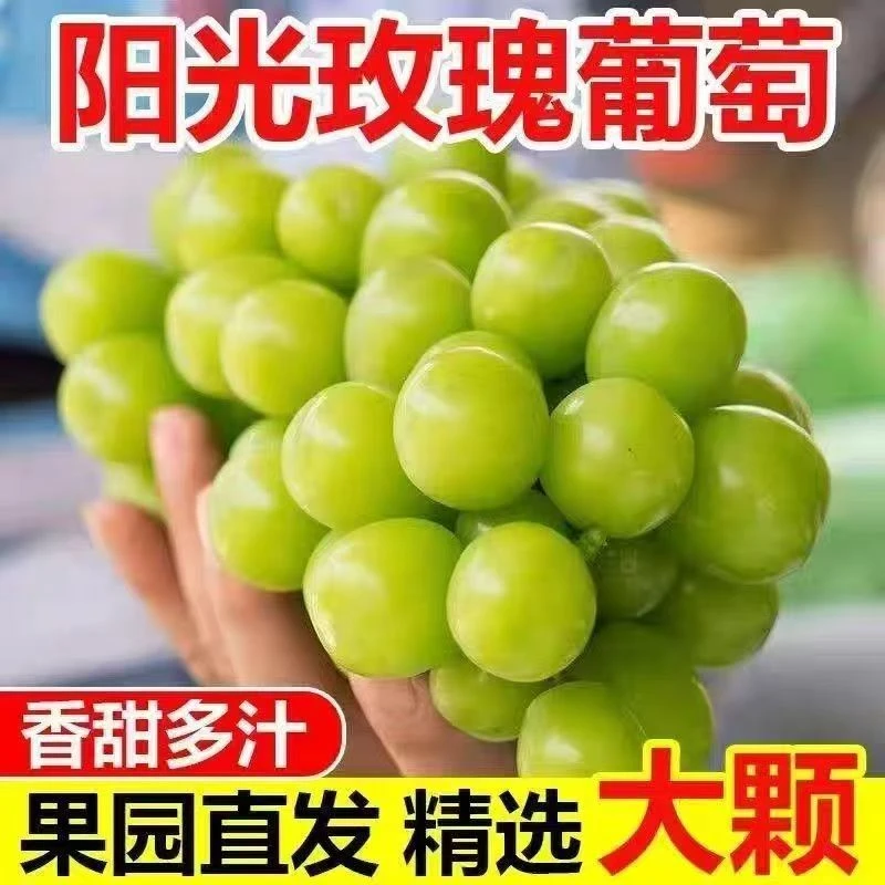 【顺丰发货】正宗阳光玫瑰葡萄青提当季新鲜水果整串发货