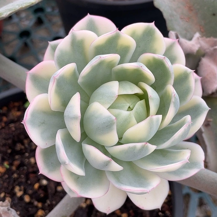 粉水晶锦。锦龙一物一拍