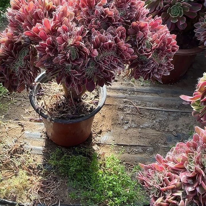 无花朵镜**月若哦哦哦哦哦哦哦哦
