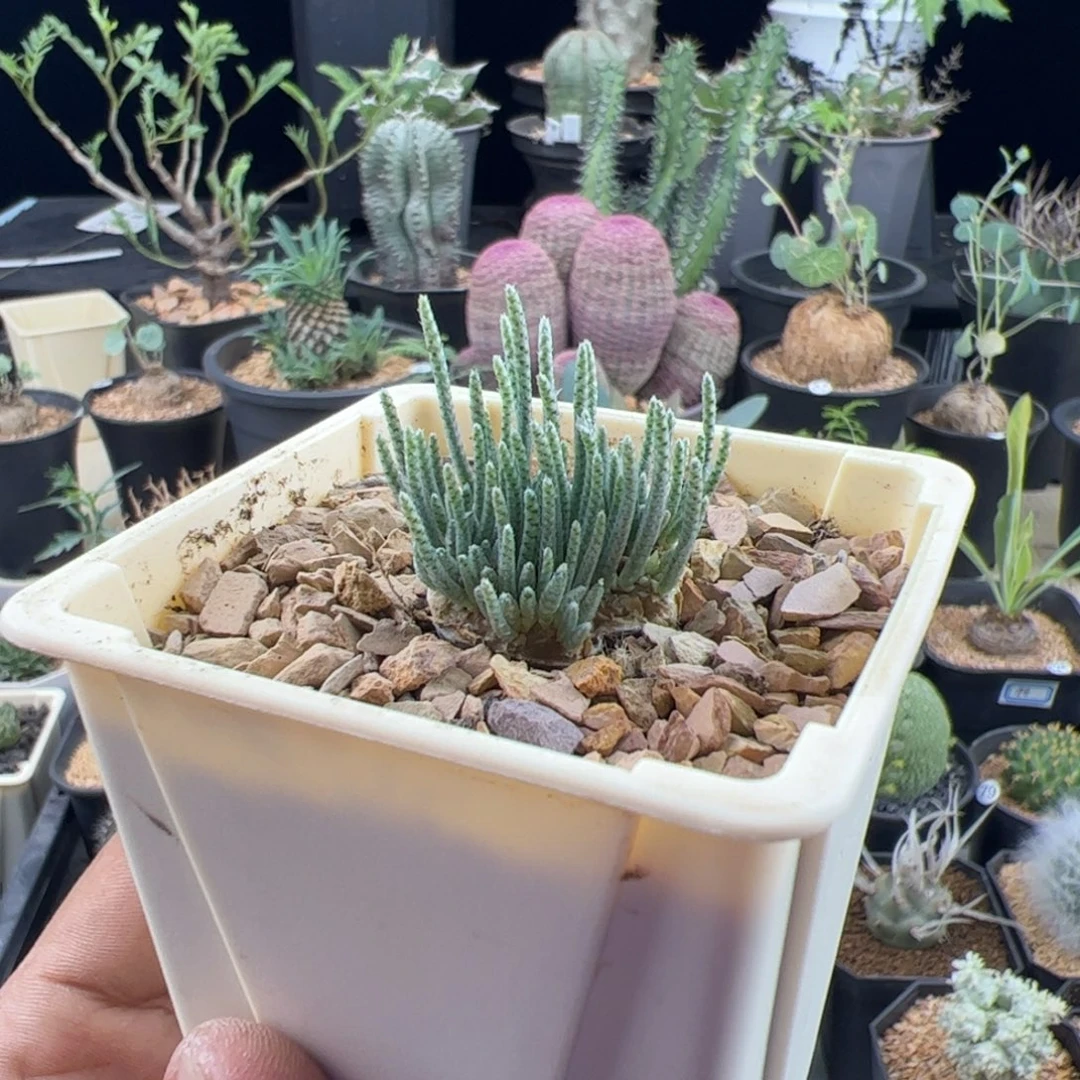 韧锦2.4一物一拍默认脱土发