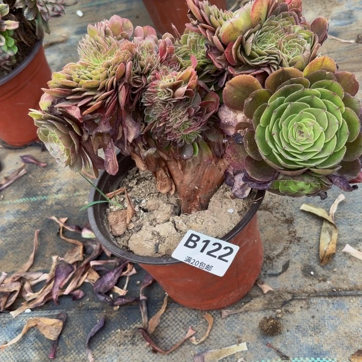 瑞妈多肉园艺，122