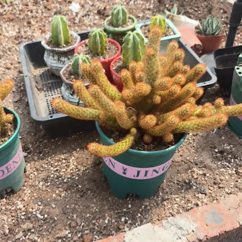 射***哥无花朵一个，一物一拍。。