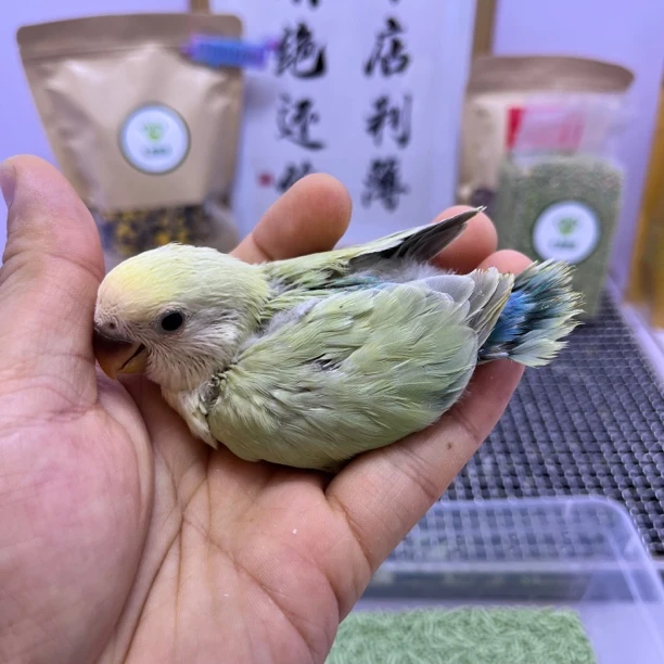 牡丹鹦鹉-金顶白面苹果绿澳桂公E10636