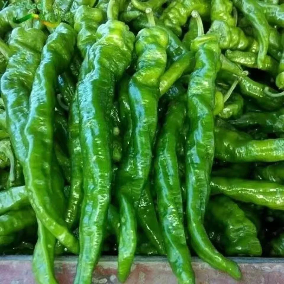 新鲜绿长辣椒、燕三宝生态、农产品