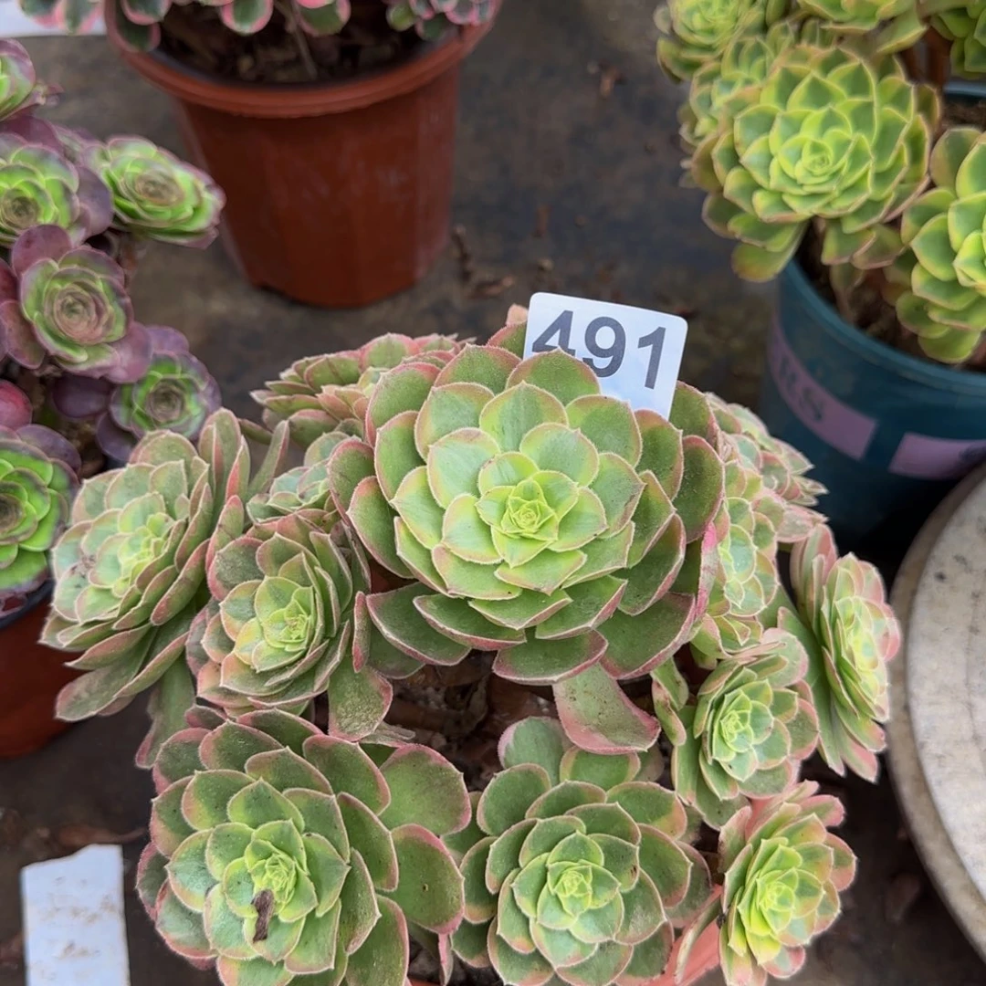 奶白锦491