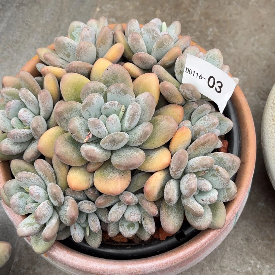 同温层多肉03香水