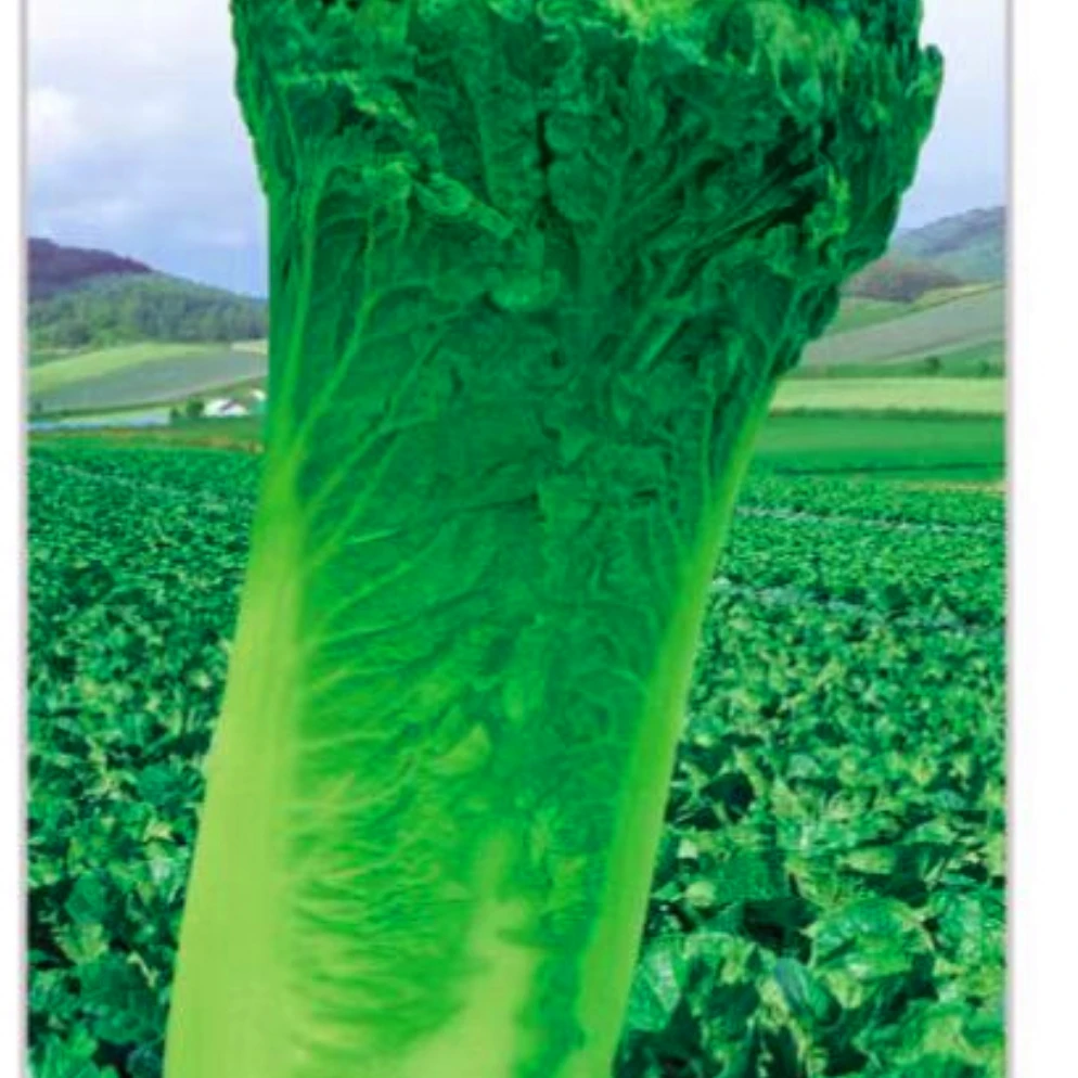 76水果白菜种子长白菜青菜蔬菜种子蔬菜（新老包装随机发货）