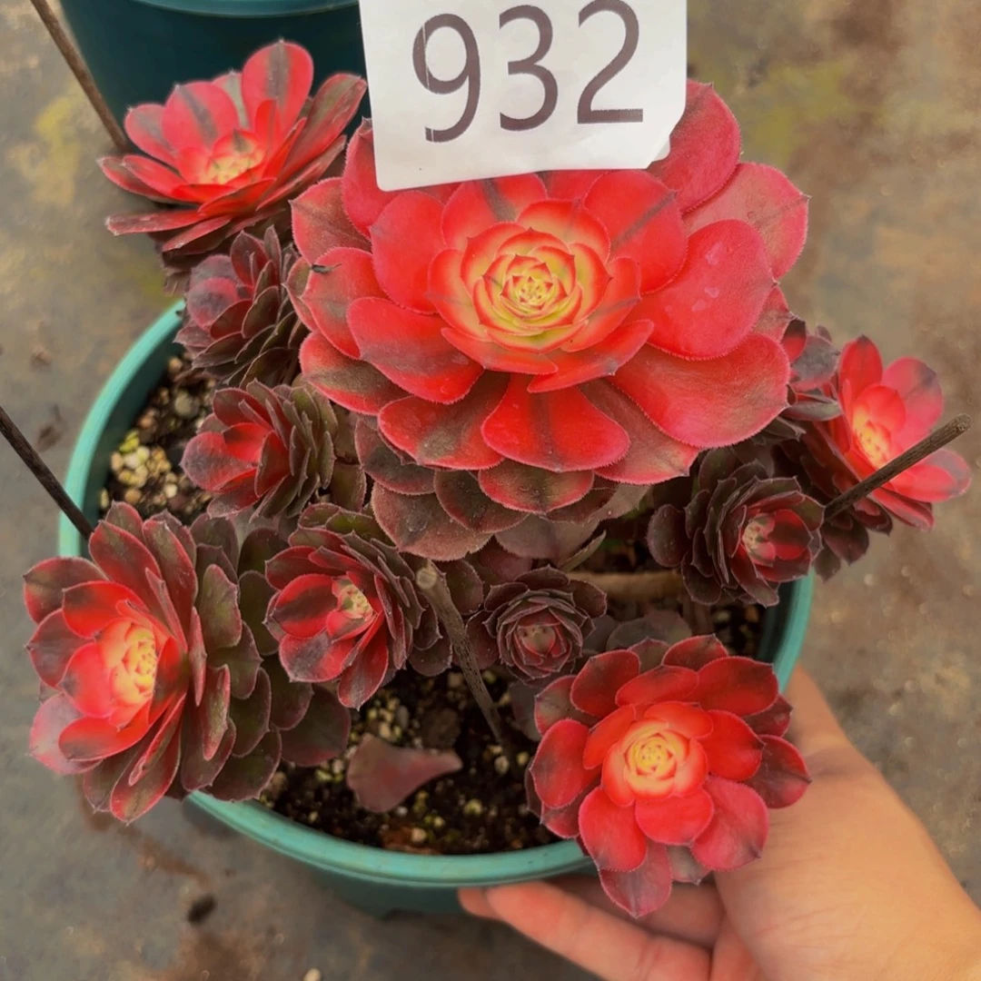 932多肉植物荔枝特价