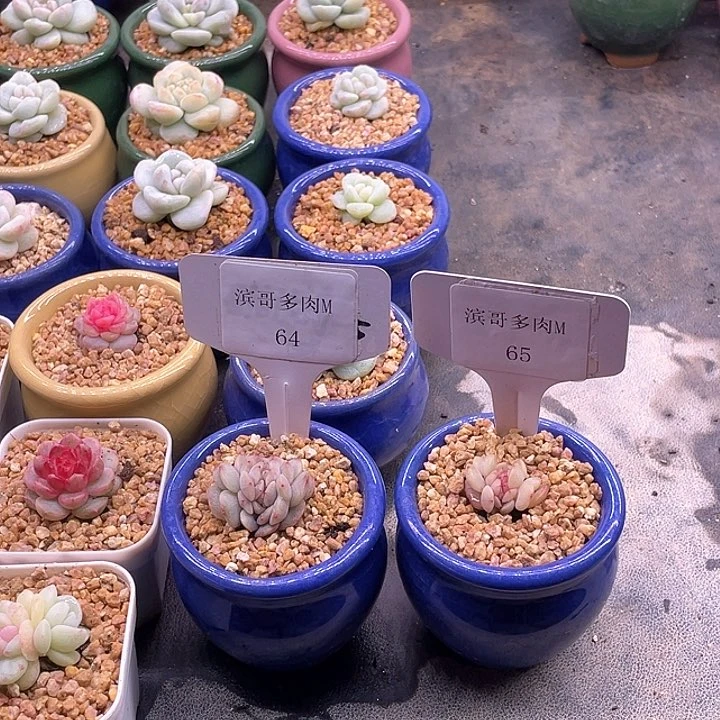 w*w滨哥多肉M64，65红恋缀化福利