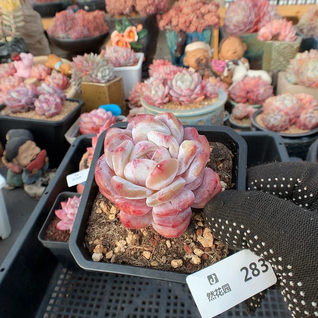 283冰橙石化多肉植物