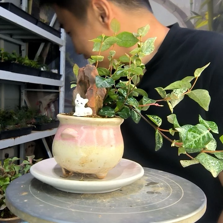 妮***^中青园艺一物一拍130