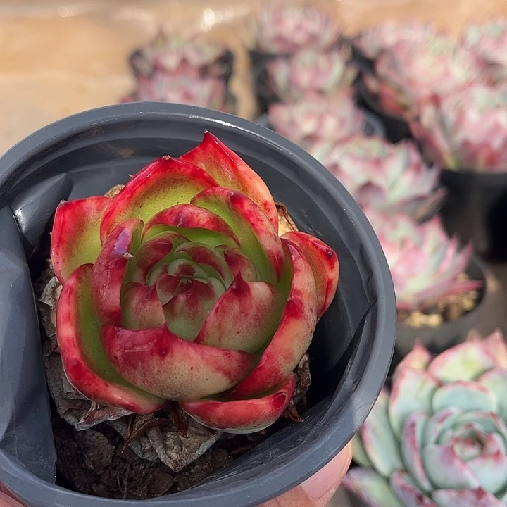 惊鸿仙子多肉植物01