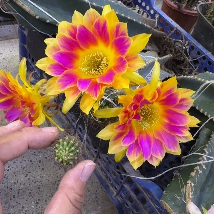 334丽花阳光明媚歪无根侧牙2到3公分左右,20包邮