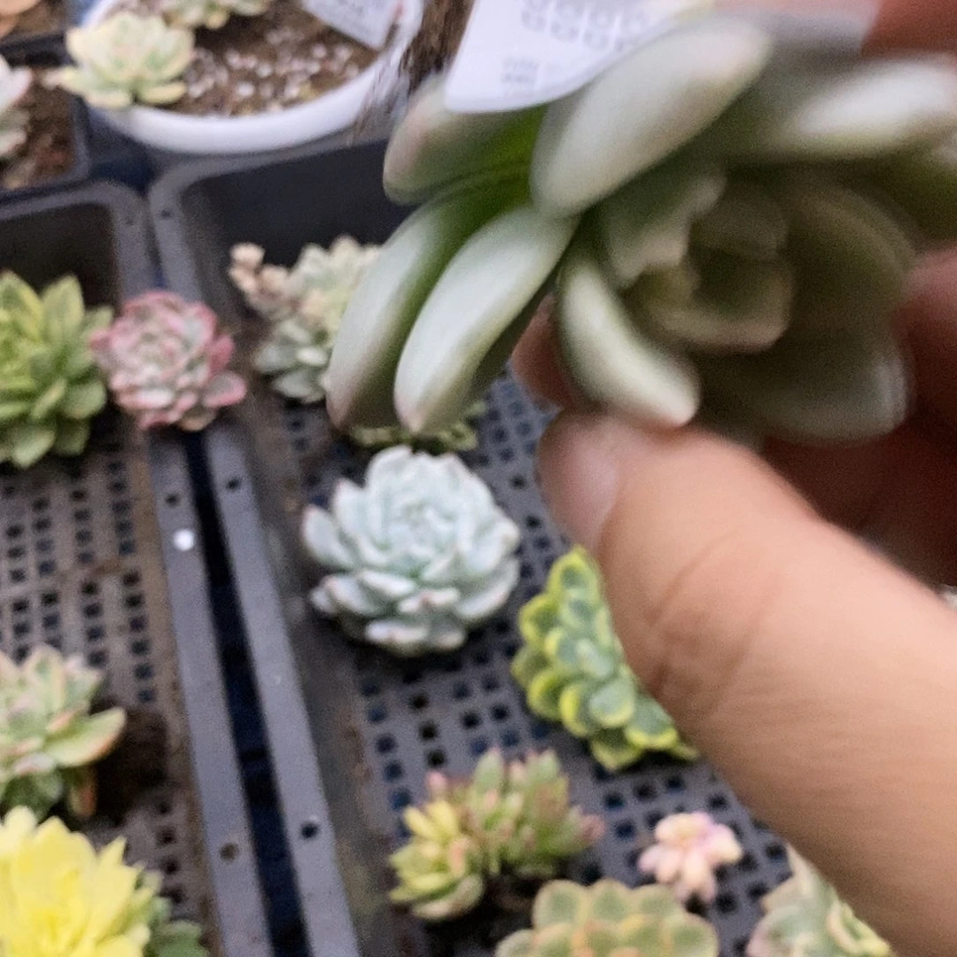 哦***璃608奶油鳄梨覆轮锦炸多肉植物哇啦塞