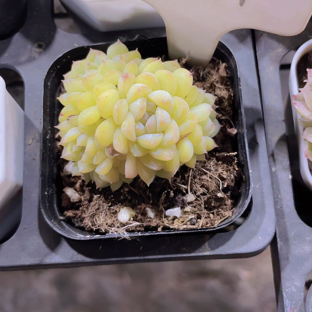 甜**a琥珀e004一物一拍