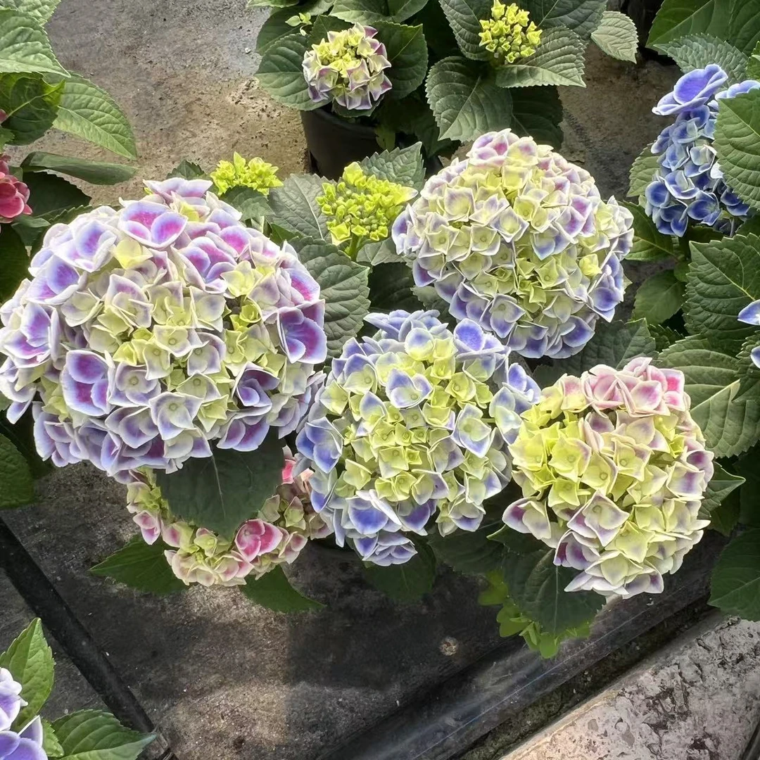 【甜心软糖】绣球花盆栽粉蓝紫渐变阳台庭院好养护