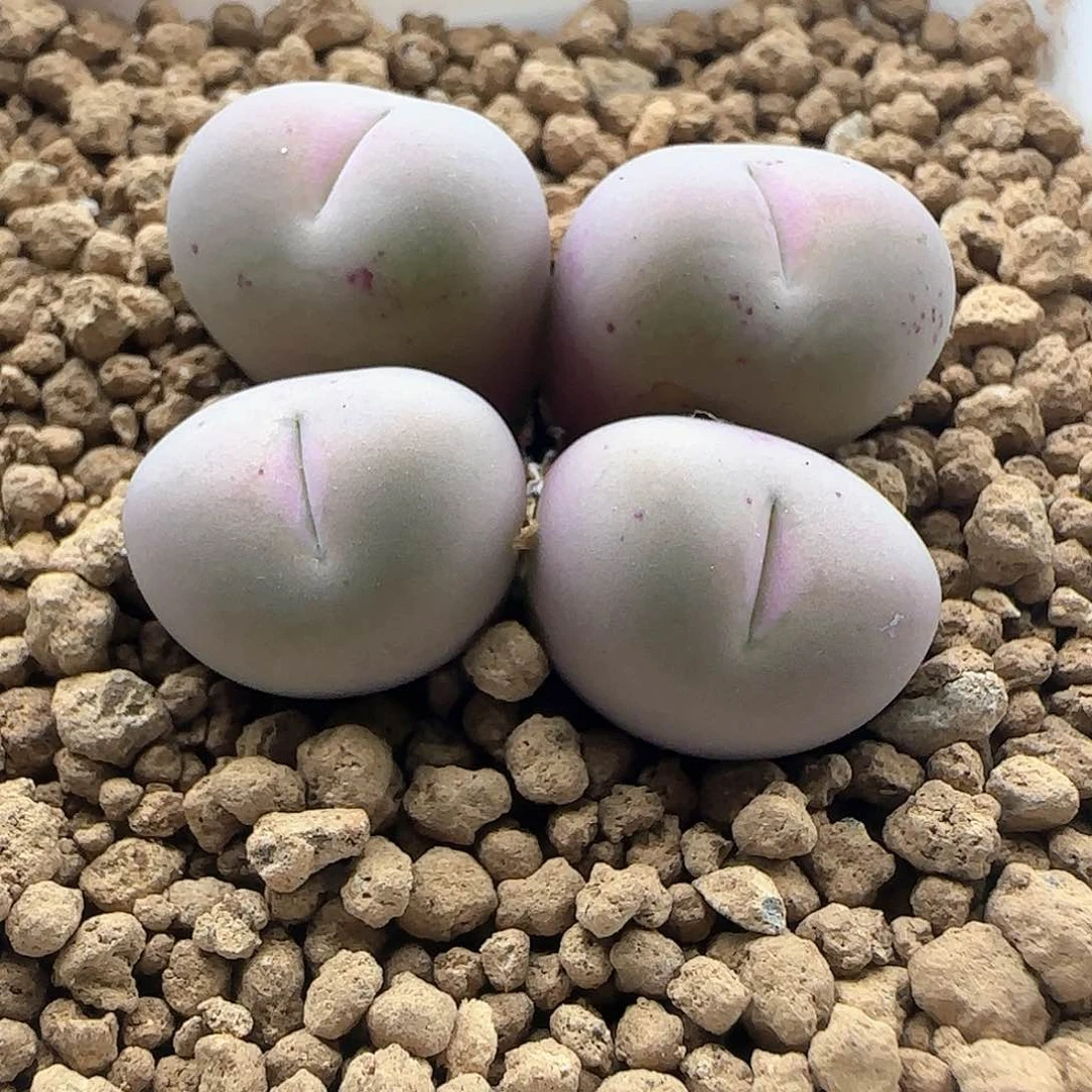 d***o各位下午吉祥45940