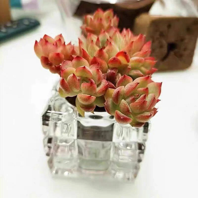 多肉植物花盆室内透明玻璃瓶种植香薰烛台摆件方形水晶小花盆无孔