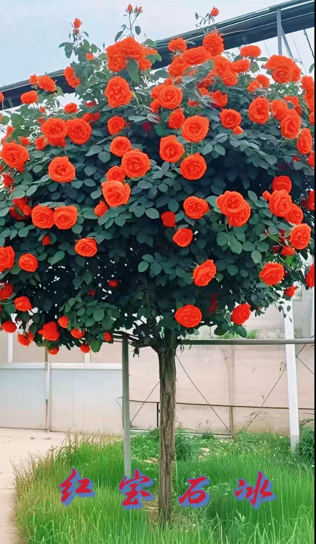 红宝石冰棒棒糖丰花月季浓香阳台庭院植物多季开花玫瑰盆栽