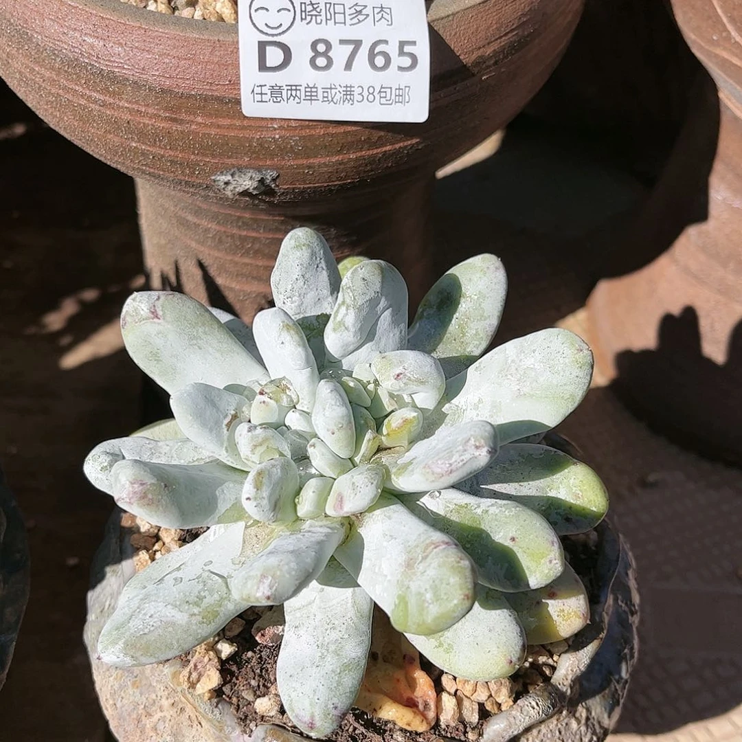 8766拇指仙女杯多肉