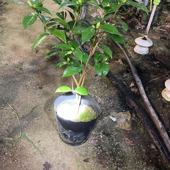 当前无花栽培后可以开花午夜魔幻