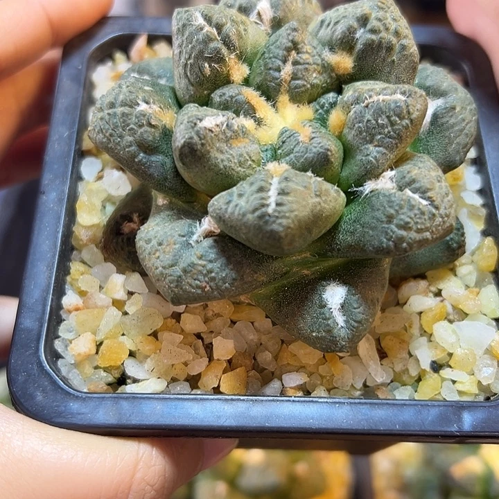 自根连山6.5公分1颗