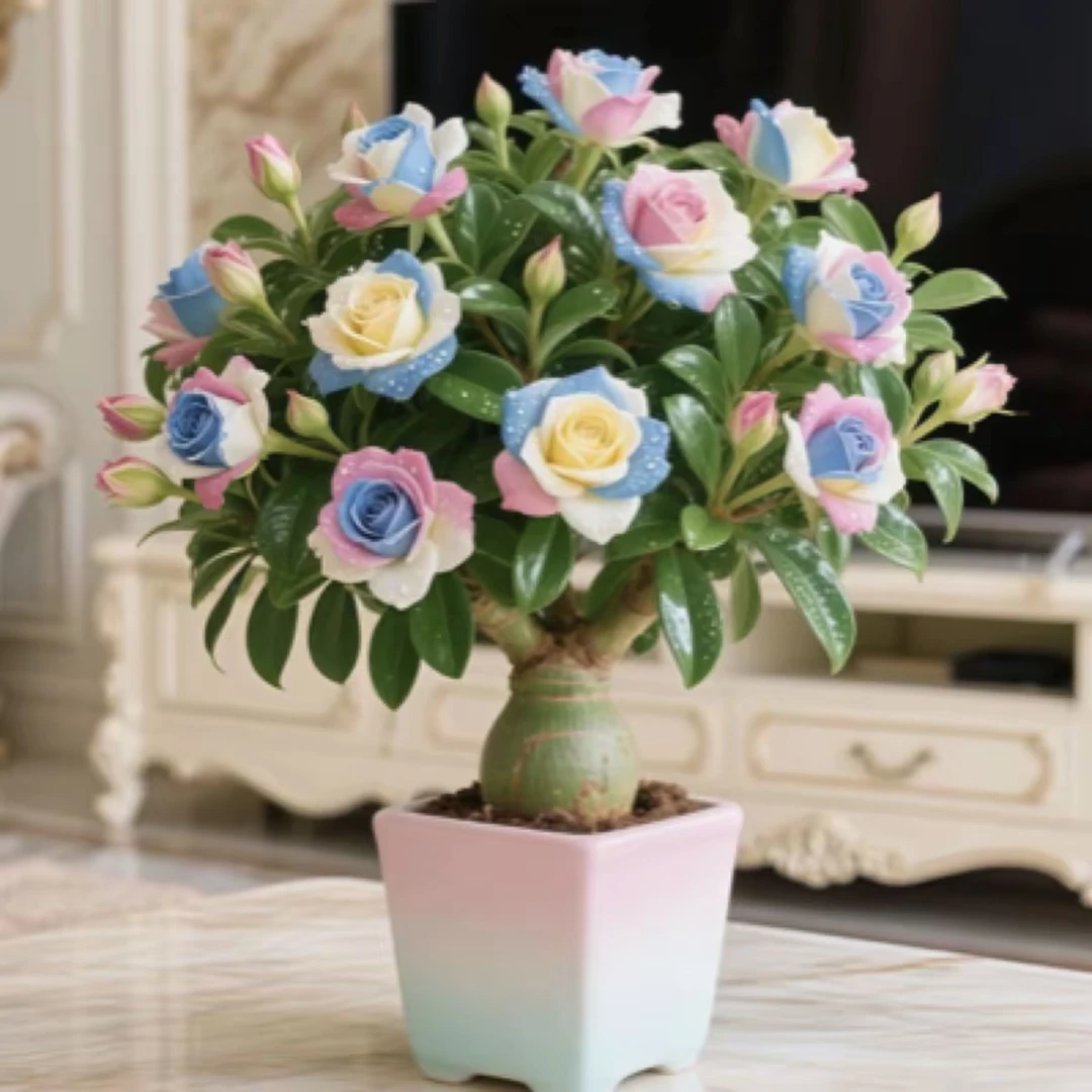 沙漠玫瑰四季开花浓香大花盆栽耐寒热好养易活室内外花卉绿植