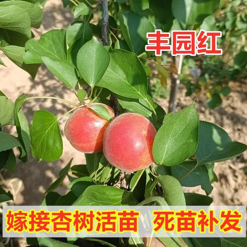 嫁接丰园红杏树苗南方北方种植大红杏子苗盆栽地栽杏树苗当年结果