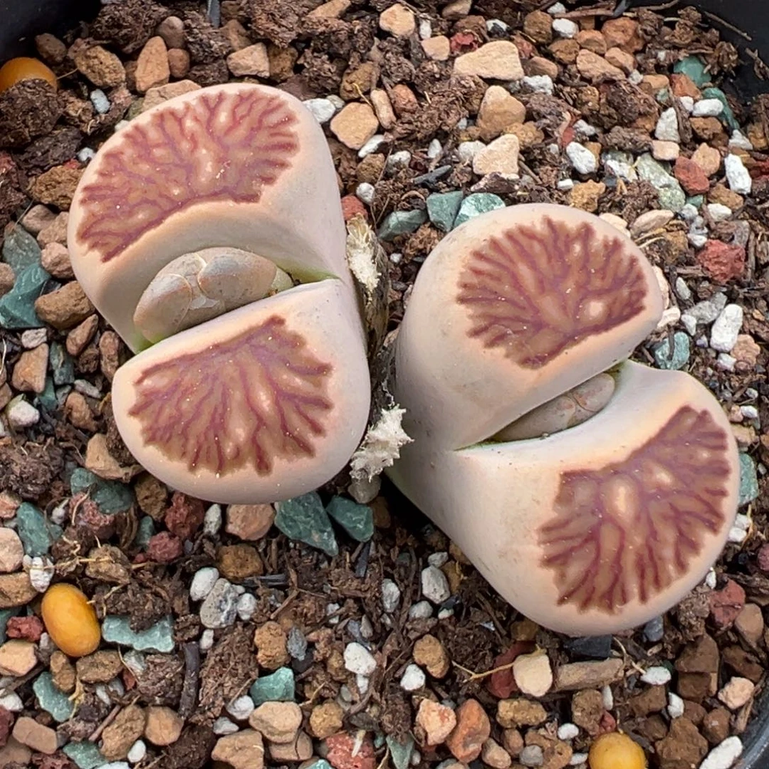 9.26好看的多肉脱土发货577
