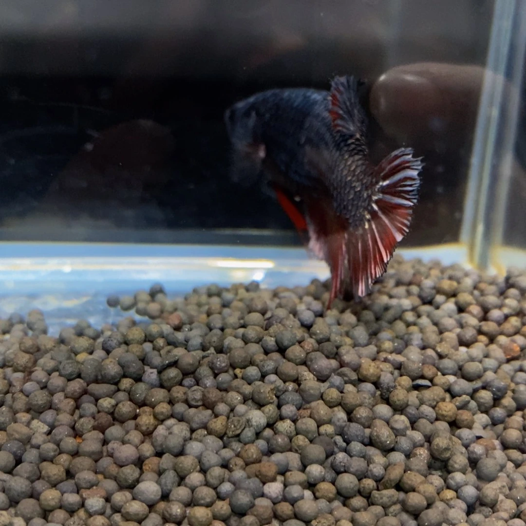 热带鱼公460噶*巨斗